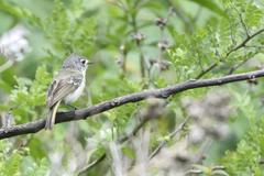 Vireo nelsoni