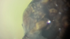 Lepismachilis notata