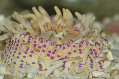 Anthostella
