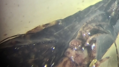 Lepismachilis notata