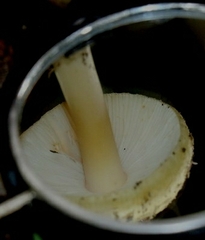 Amanita conicogrisea