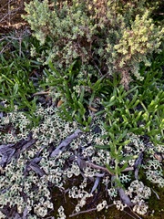 Xanthoparmelia semiviridis