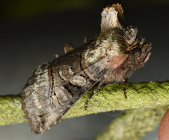 Abrostola tripartita