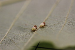 Caryomyia striolacrustum