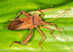 Aspilosterna valida