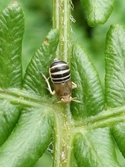 Ditropis pteridis