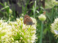 Coenonympha amaryllis