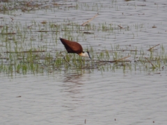 Actophilornis africanus