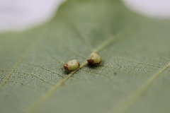 Caryomyia striolacrustum