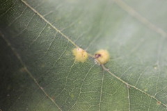 Caryomyia striolacrustum