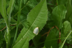 Cybosia