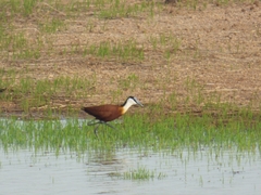 Actophilornis africanus