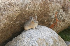 Ochotona macrotis