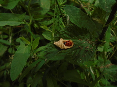 Coccinella septempunctata
