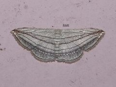 Scopula opicata