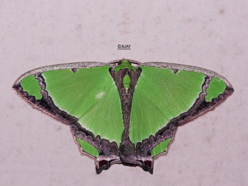 Agathia
