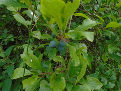 Prunus spinosa