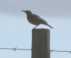 Certhilauda curvirostris brevirostris