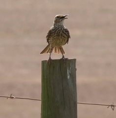 Certhilauda curvirostris brevirostris