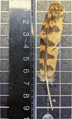 Caprimulgus affinis stictomus