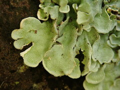 Pannaria araneosa
