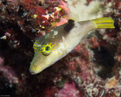 Canthigaster epilampra