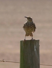 Certhilauda curvirostris brevirostris
