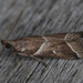Nyctegretis lineana - Photo (c) Kutushev Radik, algunos derechos reservados (CC BY-NC), subido por Kutushev Radik