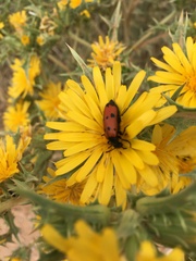 Mylabris quadripunctata