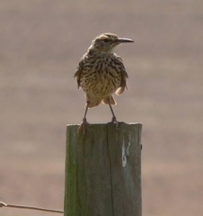 Certhilauda curvirostris brevirostris