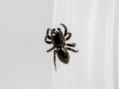 Chalcoscirtus infimus