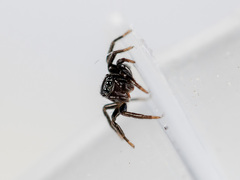 Chalcoscirtus infimus