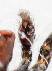 Chalcoscirtus infimus