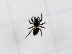 Chalcoscirtus infimus