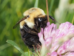 Bombus