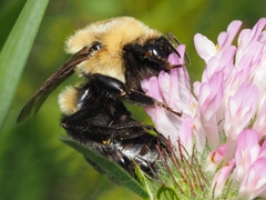 Bombus