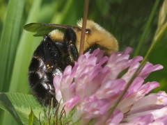 Bombus