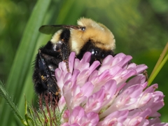 Bombus