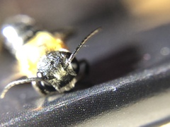 Megachile