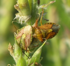 Carpocoris purpureipennis
