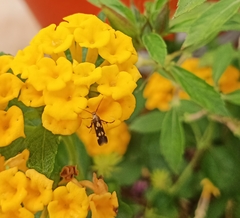 Eretmocera impactella