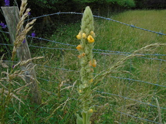 Verbascum thapsus