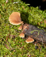 Lentinellus castoreus