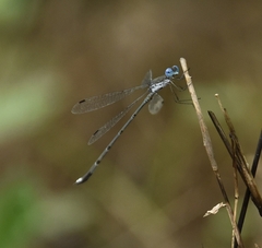 Lestes malabaricus