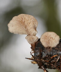 Lentinellus castoreus