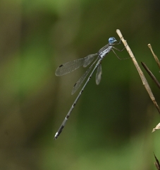 Lestes malabaricus