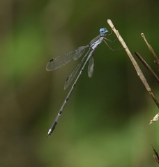Lestes malabaricus