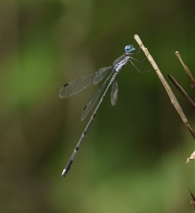 Lestes malabaricus