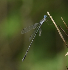 Lestes malabaricus
