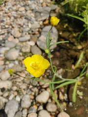 Ranunculus lingua